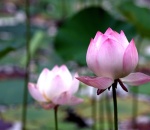 HOA SEN VÀ ÂM DƯƠNG NGŨ HÀNH CÓ LIÊN HỆ GÌ HAY KHÔNG?